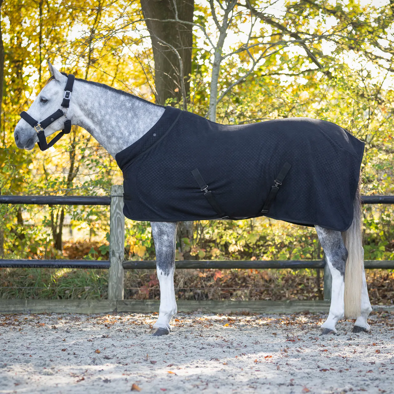 QHP Zahra Show Rug qhp6389.webp